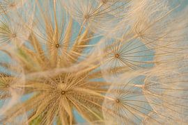 Goldener Tragopogon (Morgenstern) mit türkisblauem Hintergrund von Marjolijn van den Berg