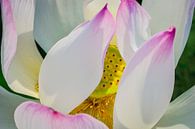 'Lotus Flower in full bloom' by Michael Klinkhamer thumbnail