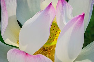 'Lotus Flower in full bloom'