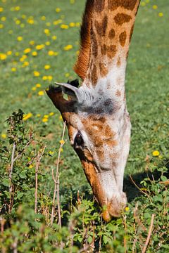 Kop van een giraffe close-up op een achtergrond van groen. een schattig dier eet gras van de grond m van Michael Semenov