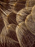 In the warm light: From the golden Tragopogon (with Bordeaux red background)