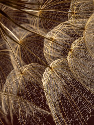 In het warme licht: Vanuit de gouden Tragopogon (met Bordeauxrode achtergrond)