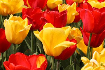 Tulpen/ bloemen van Sabrina van Jeveren