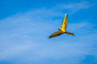 De blauwgele ara (Ara ararauna) van Arnold de Gans thumbnail