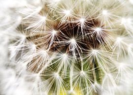 Paardebloem von Falko Follert