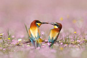 Bienenfresser (Merops apiaster) Männchen gibt eine Biene an Weibchen weiter.