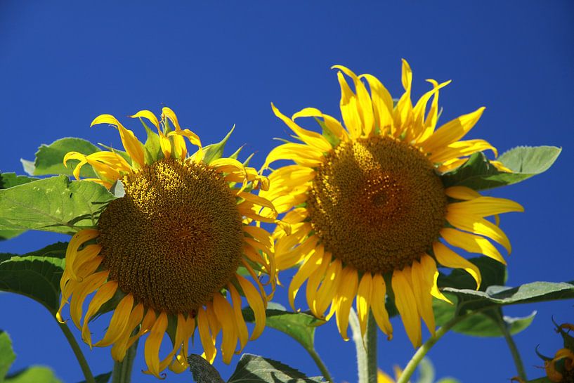 Sonnenblumen von Karina Baumgart