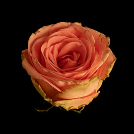 Portrait of a rose by Jeannette Nederlof