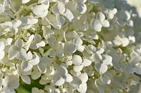 White Hydrangea