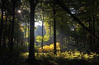 Sonneinstrahlung - Buchenwald Nationalpark Jasmund von GH Foto & Artdesign Miniaturansicht