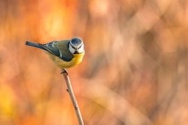 Blaumeise in Herbstfarben