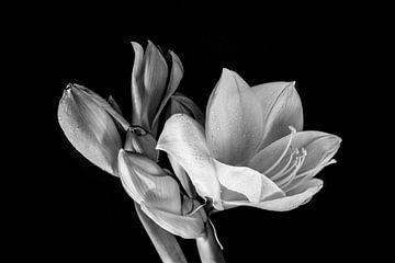 Amaryllis 2 Blumenporträt