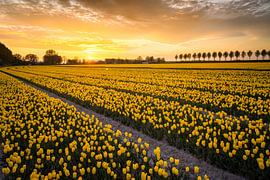 Tulpenfeld bei Sonnenuntergang