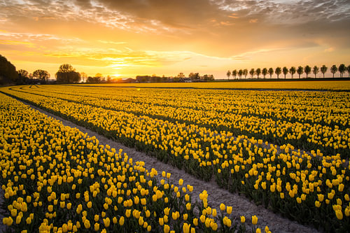 Zonsondergang tulpenveld