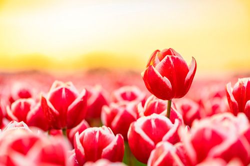 Bloeiende rode tulpen tijdens zonsondergang in Nederland
