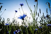 Field of flowers with cornflowers