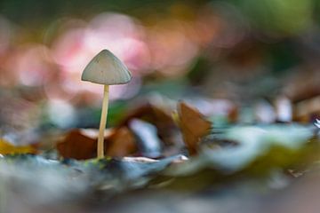 Kleine witte paddestoel tussen de bladeren van Mario Brussé Fotografie
