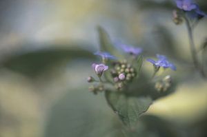 Blumen Teil 89