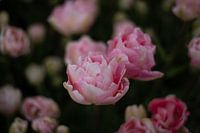 Tulpen