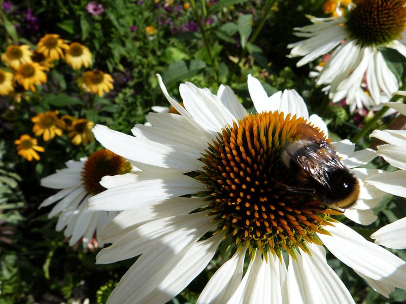 Echinacea by Ton Horst