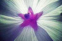 Blume Makro Infrarot
