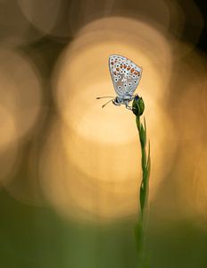 Le papillon sous les projecteurs sur Jan Roos