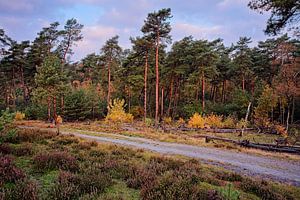 Herbst @ Brunssummerheide von Rob Boon