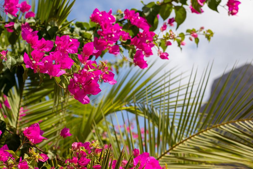 Tropical plants by Camilla Ottens