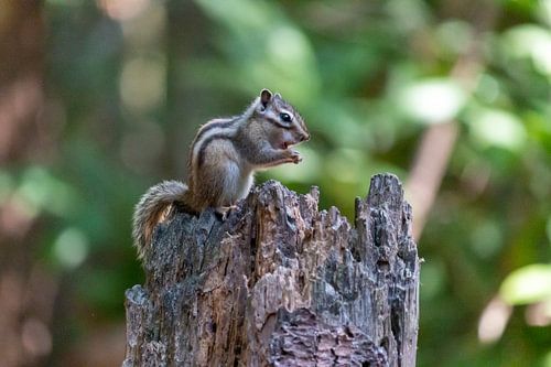 Le spermophile de Sibérie se régale