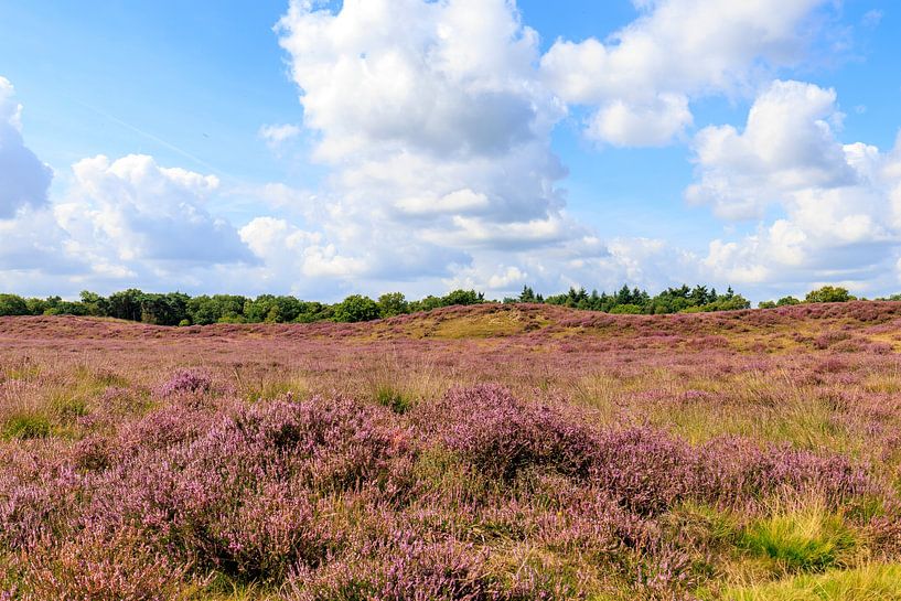 Gasteren purple heath by Antje Verleg-Dijk