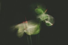 Anthurium in motion, created using ICM