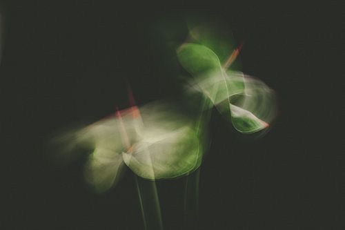 Anthurium in Bewegung, erstellt mit icm von Kitty Stevens