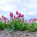 roze tulpen van Cindy van der Sluijs thumbnail