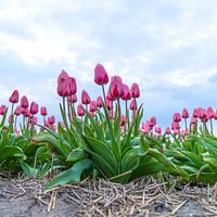 roze tulpen