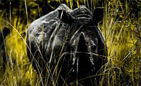 Rhinocéros blanc africain