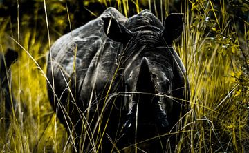 African White Rhino by linda ter Braak