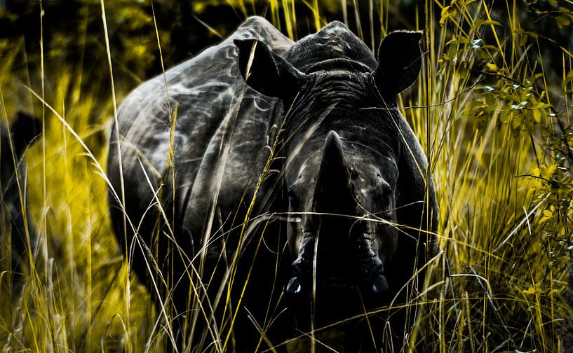 Afrikanisches Breitmaulnashorn von linda ter Braak