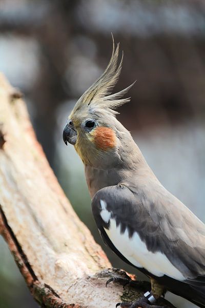 Cockatiel in a tree by Heiko Kueverling