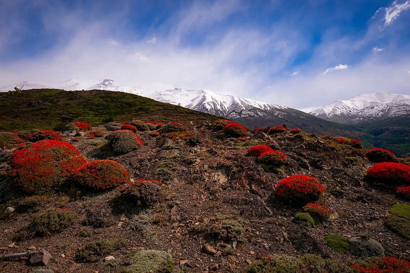 Landschaft des Torres del Paine NP von Willemijn Wolthaus