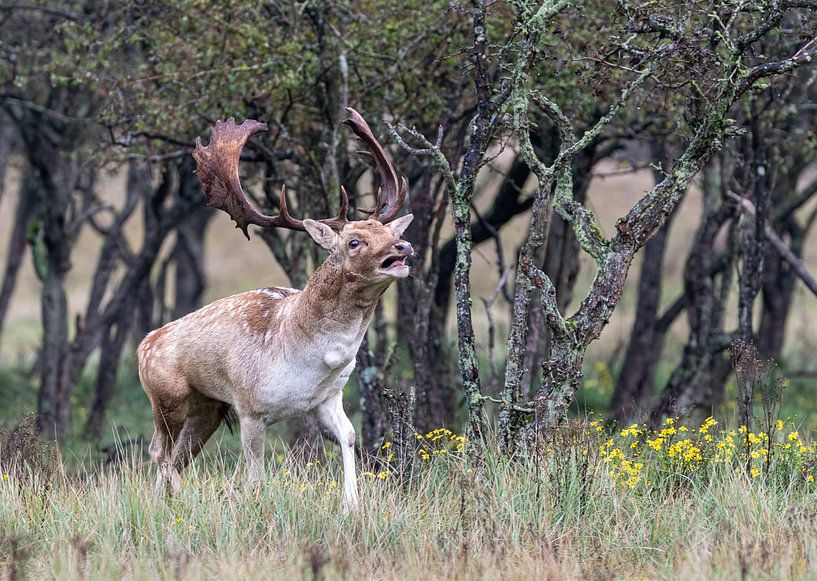 Fallow deer in the AWD by Lies Bakker