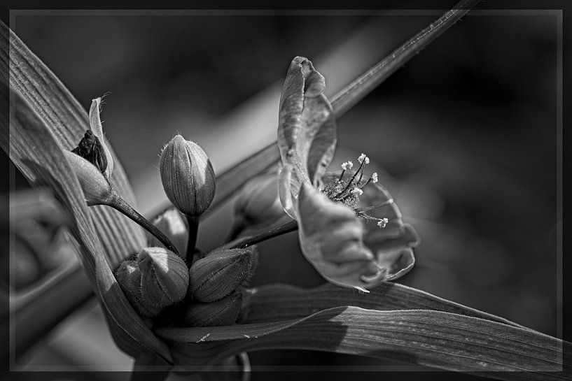 Eendagsbloem van Rob Boon