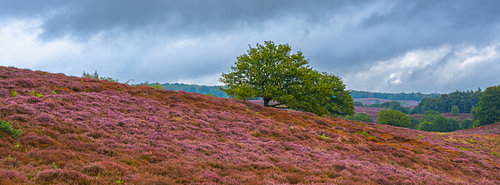 Panorama van de bloeiende heide op de Posbank, nabij Rheden en Arnhem van Henk Meijer Fotografie