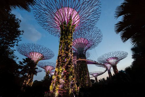 Garden Rhapsody Singapore, Marina Bay Skywalk