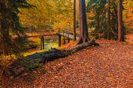 Autumn in the Slochter forest by Henk Meijer Photography thumbnail