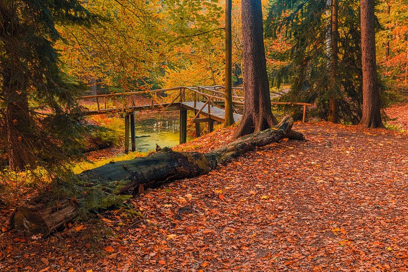 Herfst in het Slochterbos van Henk Meijer Photography