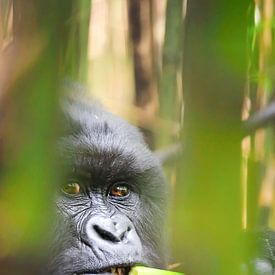 Portrait of a mountain gorilla in bamboo forest in Uganda by Krijn van der Giessen
