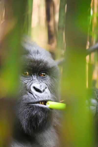Portrait d'un gorille de montagne dans une forêt de bambous en Ouganda par Krijn van der Giessen