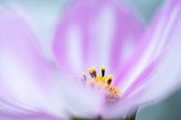 Cosmea
