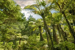 Tropisch bos bij Hahei, Nieuw Zeeland van Christian Müringer