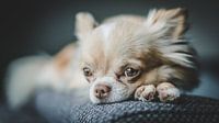 Hund